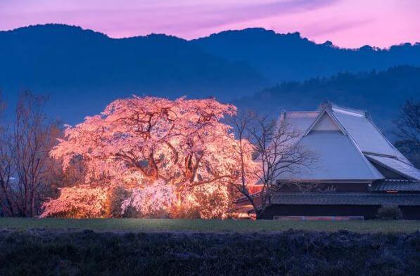 Mùa sakura Nhật Bản qua ống kính của một nhiếp ảnh gia.9
